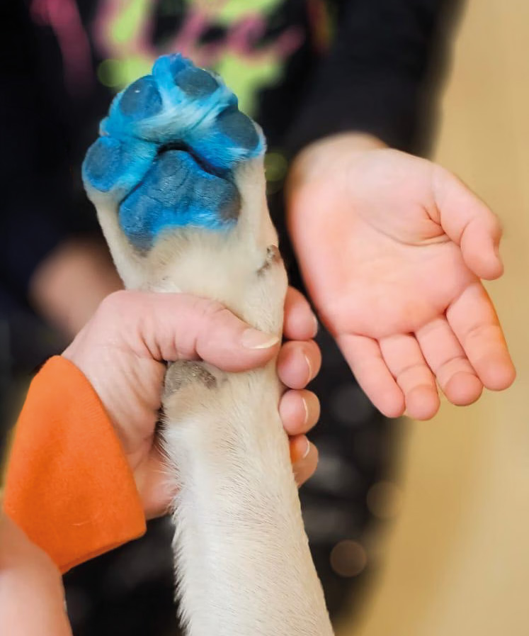 Mano di un bambino e zampa del cane Theo